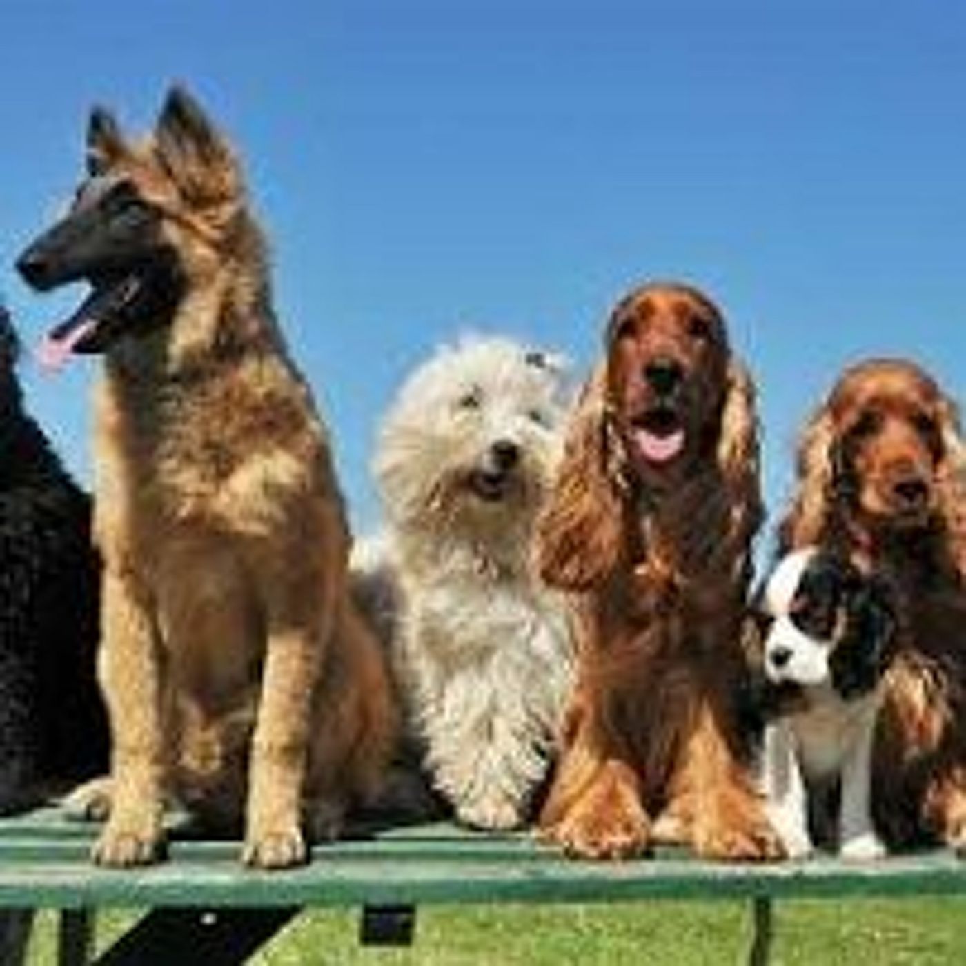 Dog's barking a sign of dangerous and warning episode artwork