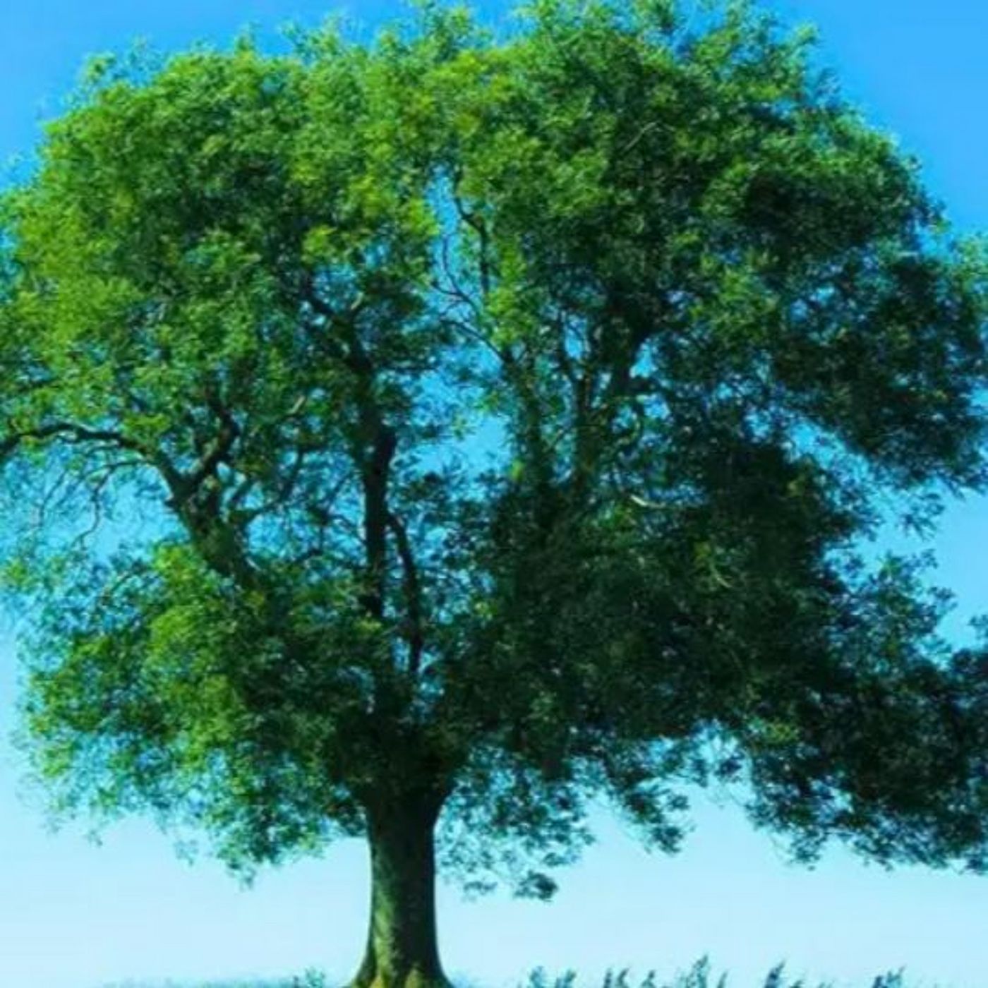 Built your tree of knowledge. A spirit came and talked about it. episode artwork