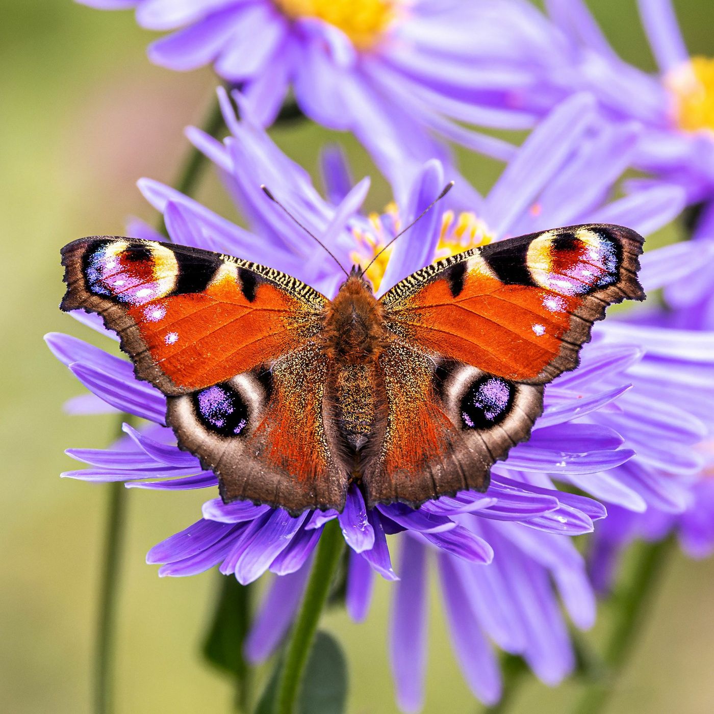 Butterfly is a sign of a spirit episode artwork