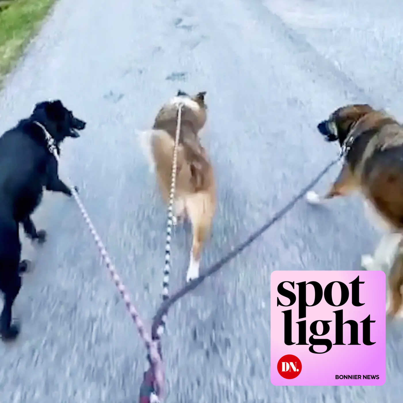 Vapnet i sexköpshärvan i Kramfors: Åtta gatuhundar