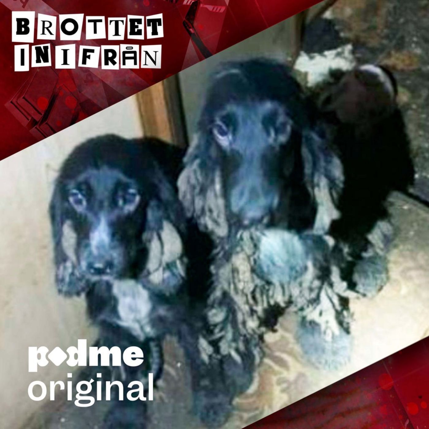 Vanvårdade hundarna i Ånge