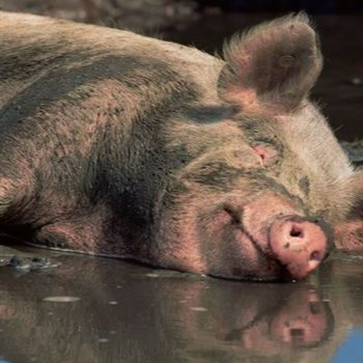 Symbolic language - Pig / swine is not an animal episode artwork