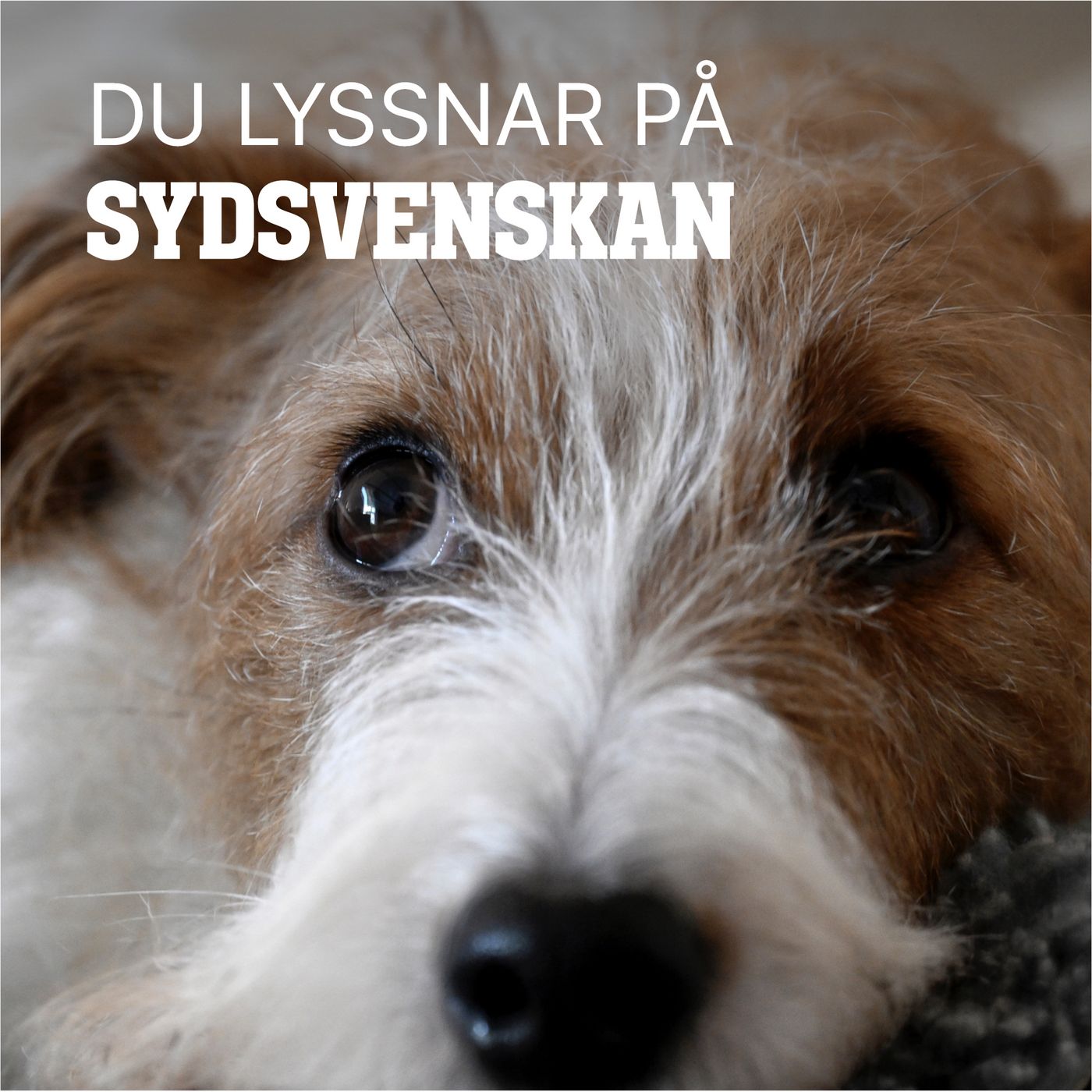 Vem vill skada Malmös hundar? episode artwork