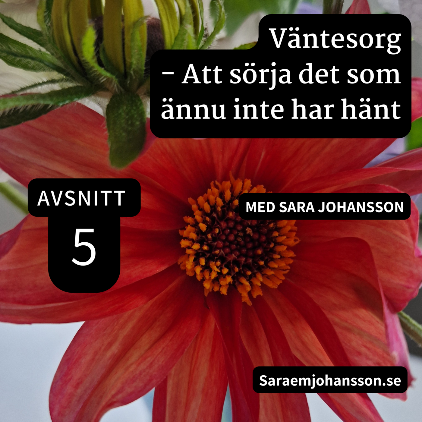 5. Väntesorg - Att sörja det som ännu inte har hänt