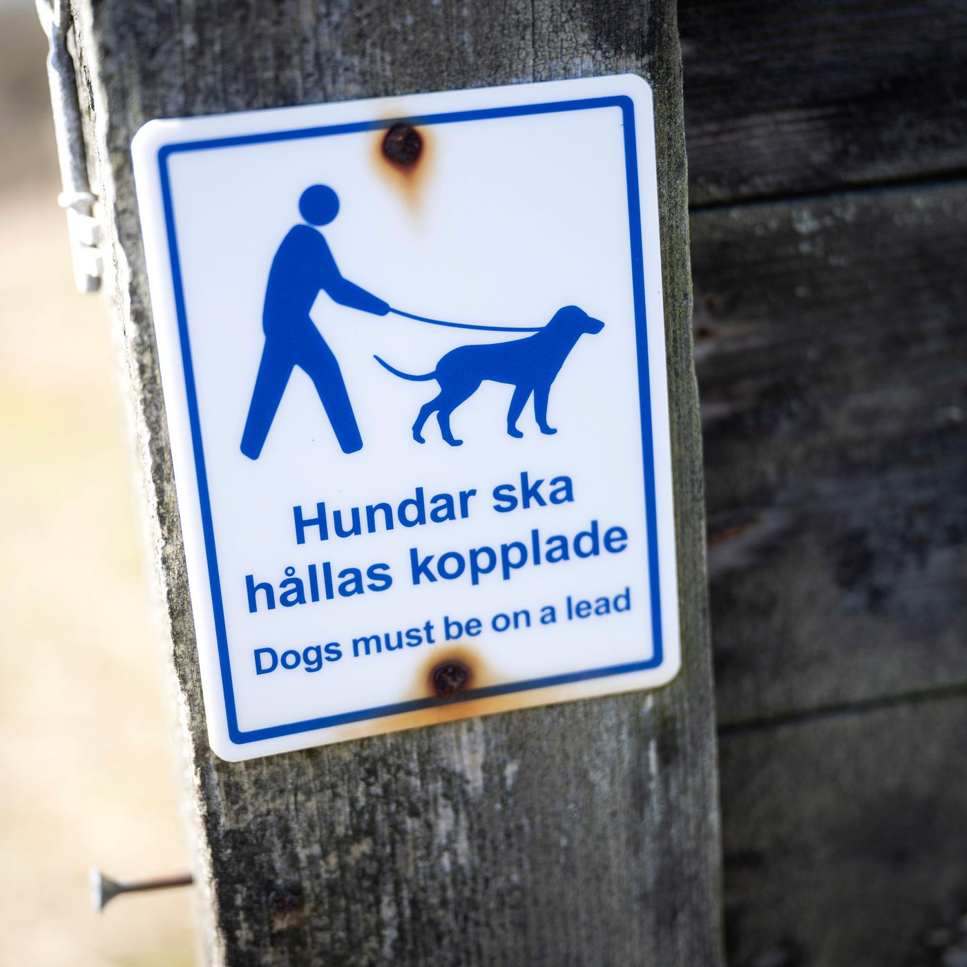 Flera personer bitna av lösa hundar i Båstad episode artwork