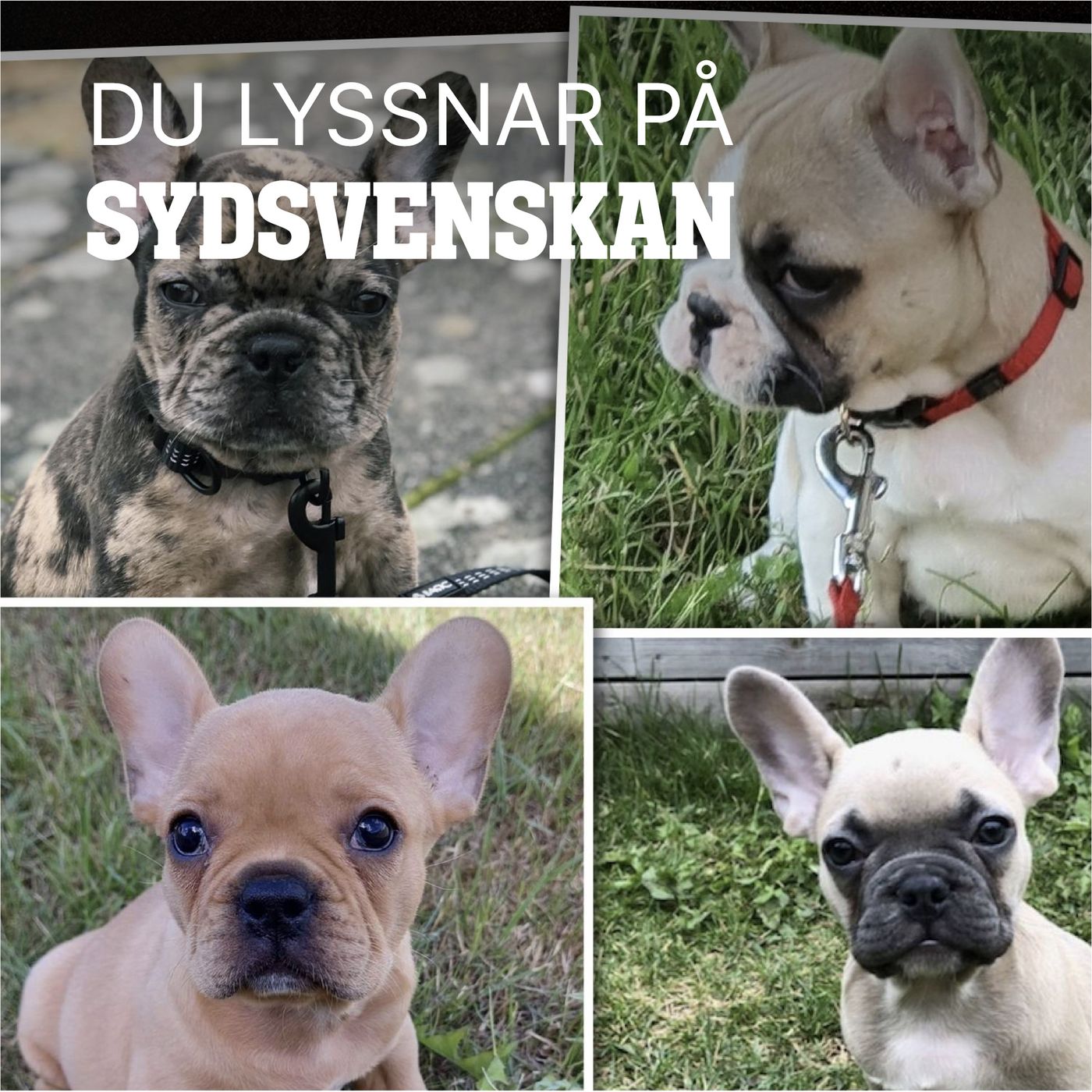 Så såldes polska smuggelvalpar som svenska episode artwork