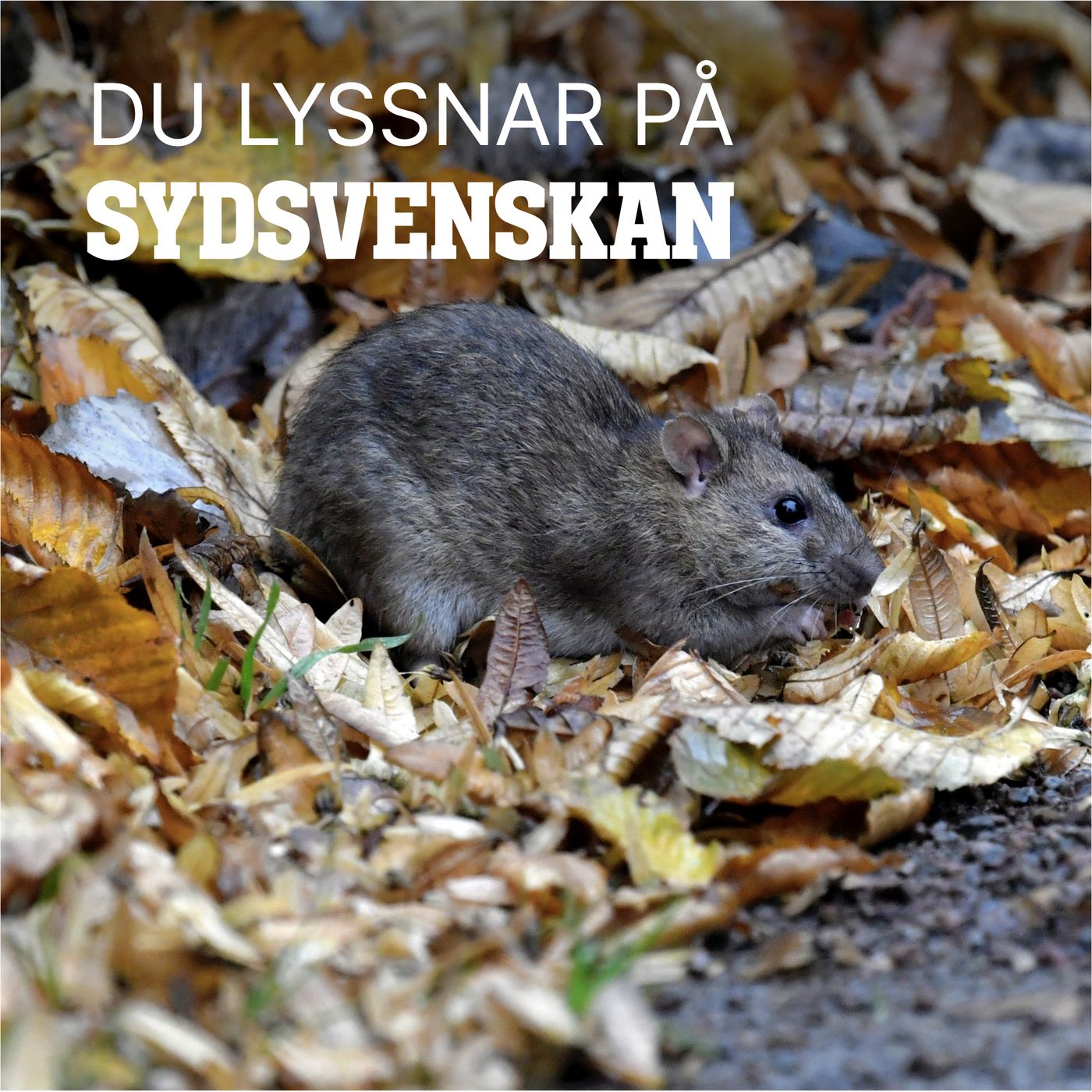 Varför kryllar det av råttor i Malmö? episode artwork