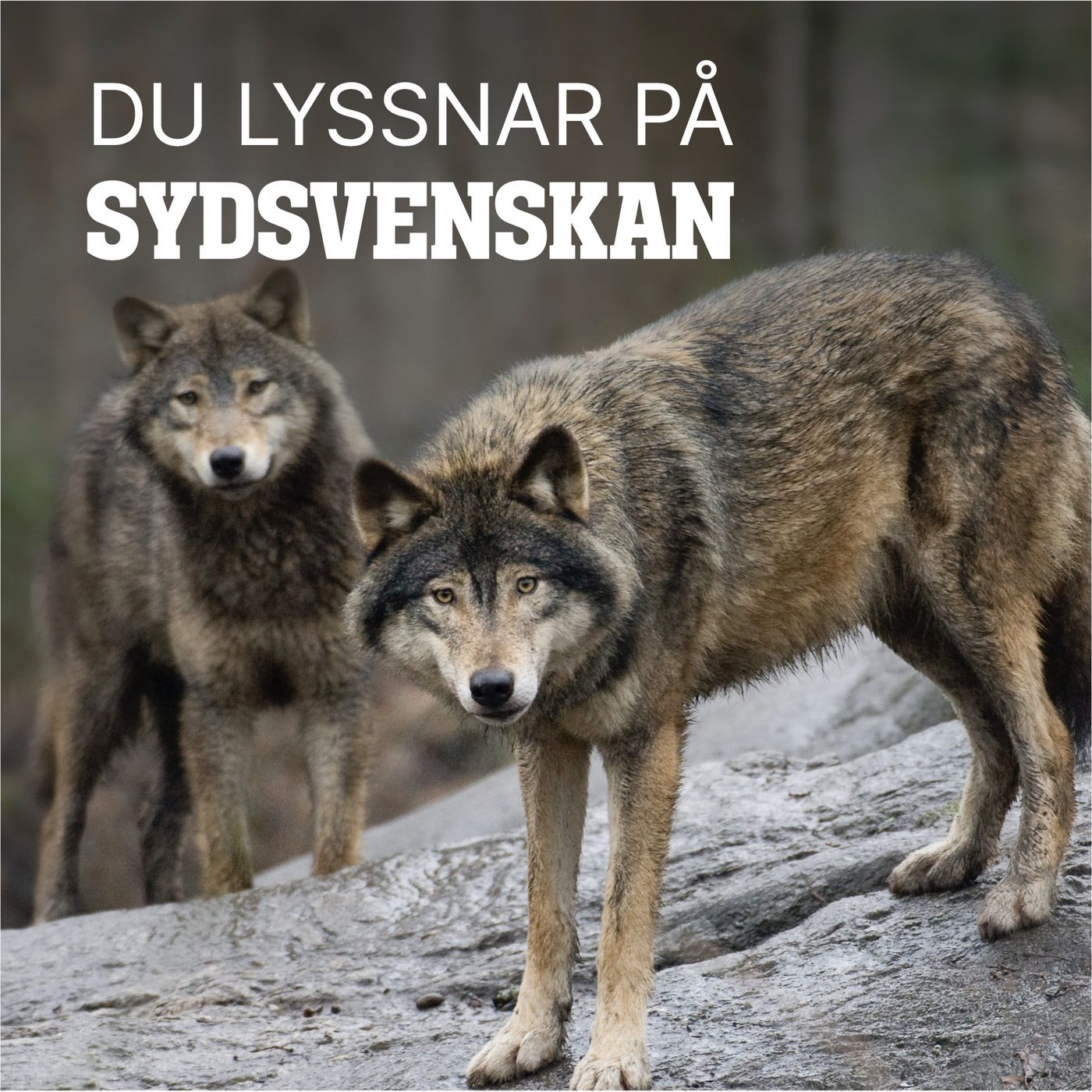 Har varghatet kommit till Skåne? episode artwork