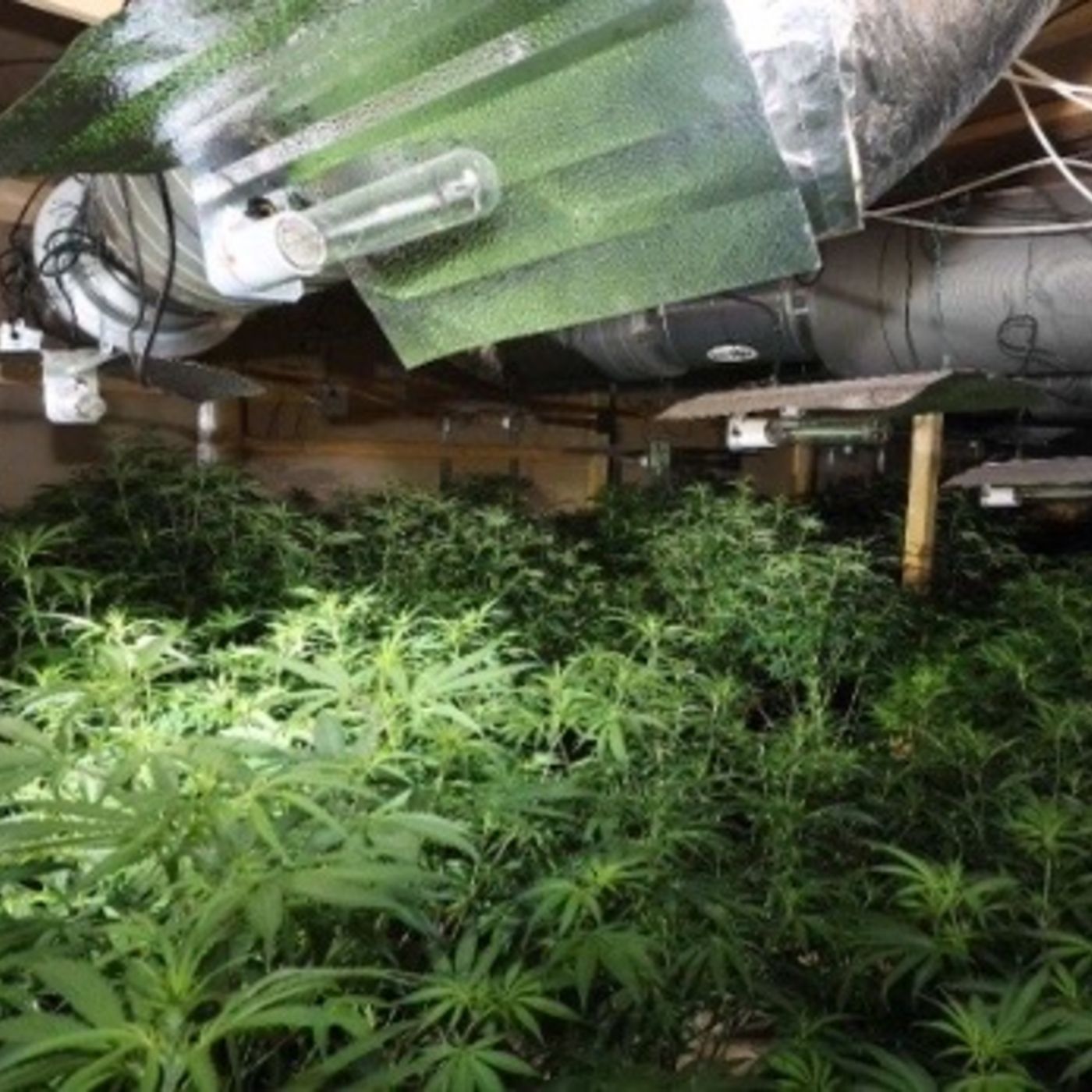 Rekordstor cannabisfabrik i Gantofta – tolv åtalas episode artwork